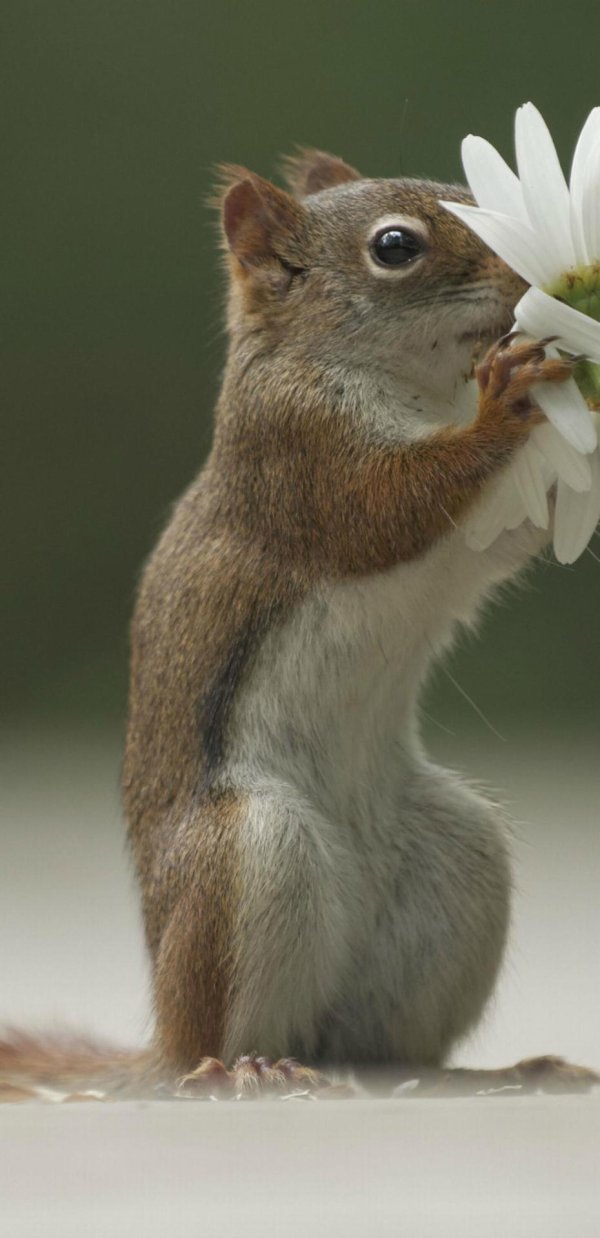 суслик нюхает цветок