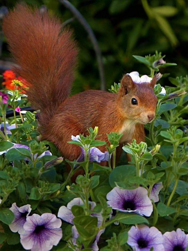 красивые животные