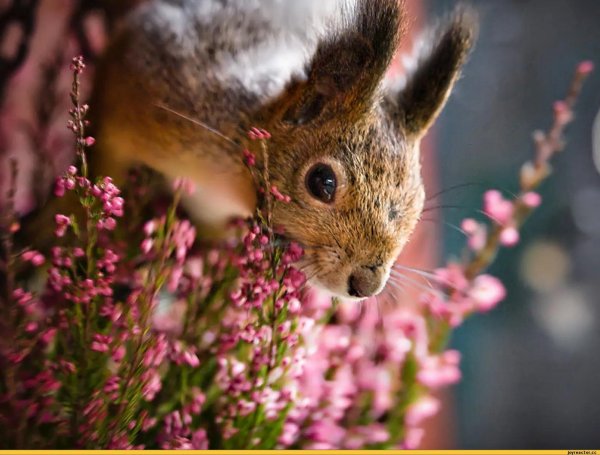 животные природа