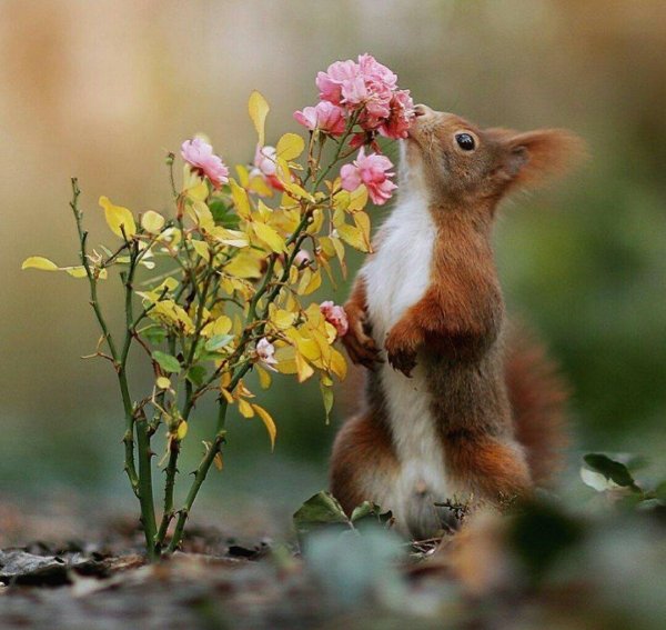 весна животные