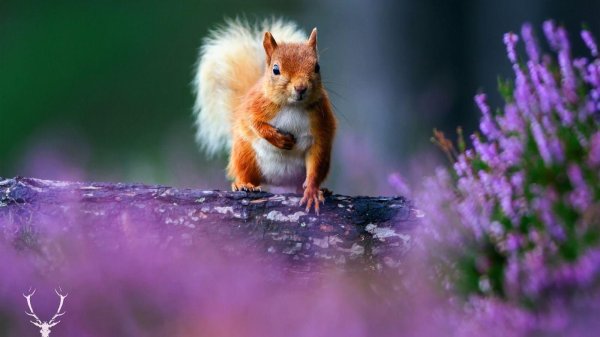 природа животные