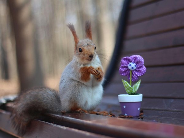 доброе утро с белками