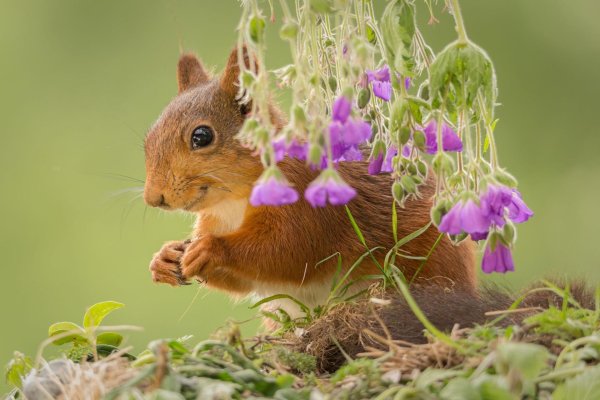 животные весной