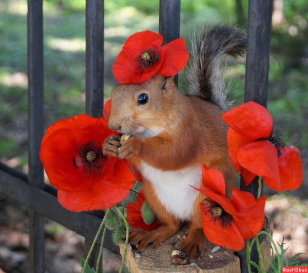 белочка красивая