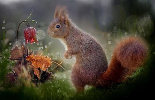 белка осень