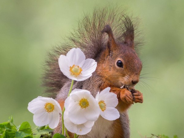 животные весна