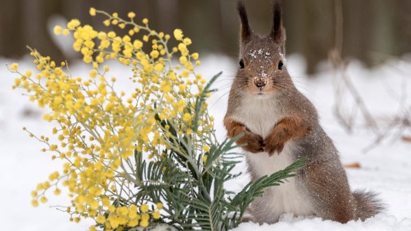 животные весной