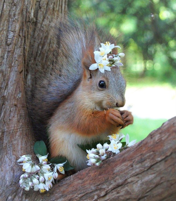 животные весна