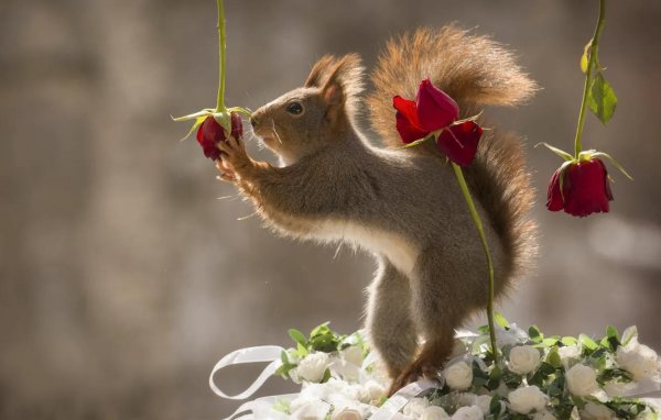 доброе утро с белками