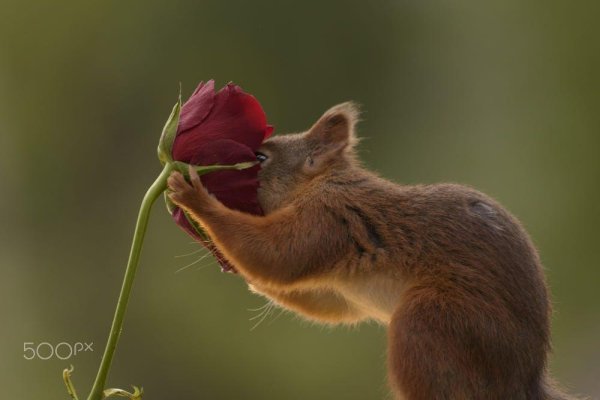 суслик нюхает цветок