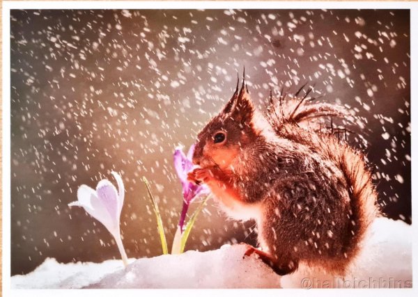 белочка весна