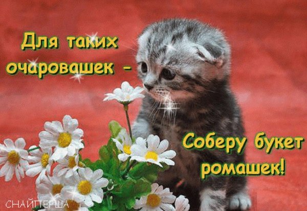 котенок среди ромашек