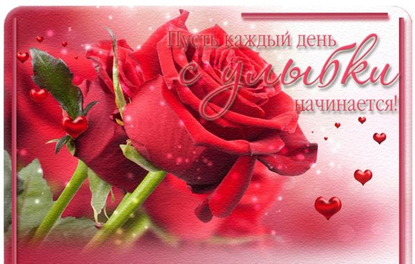 красивая роза