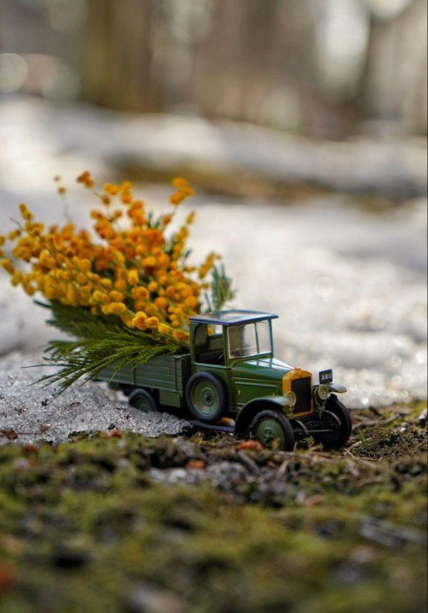 мимоза желтая