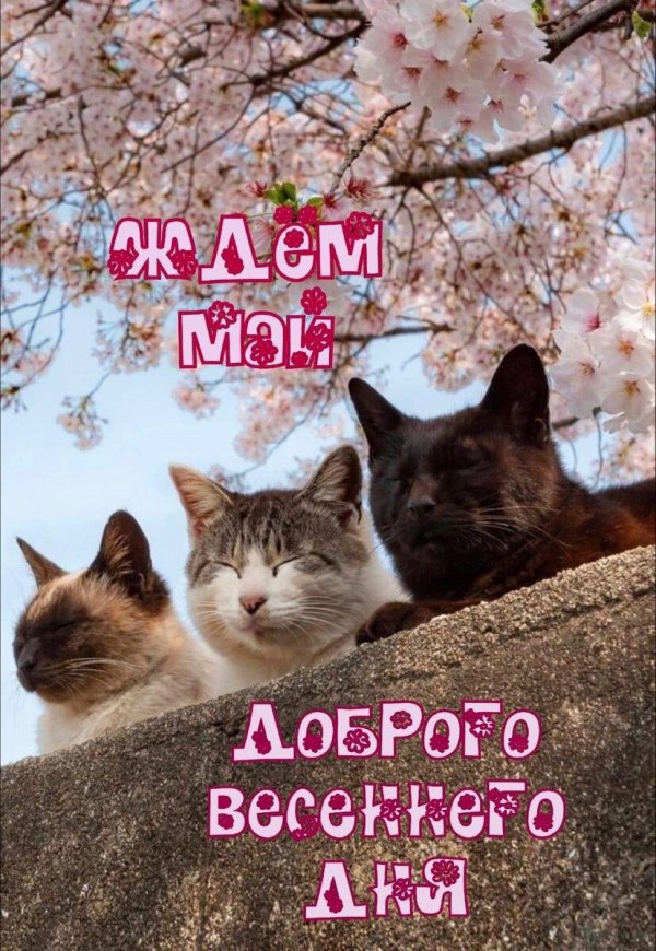 1 марта день кошек