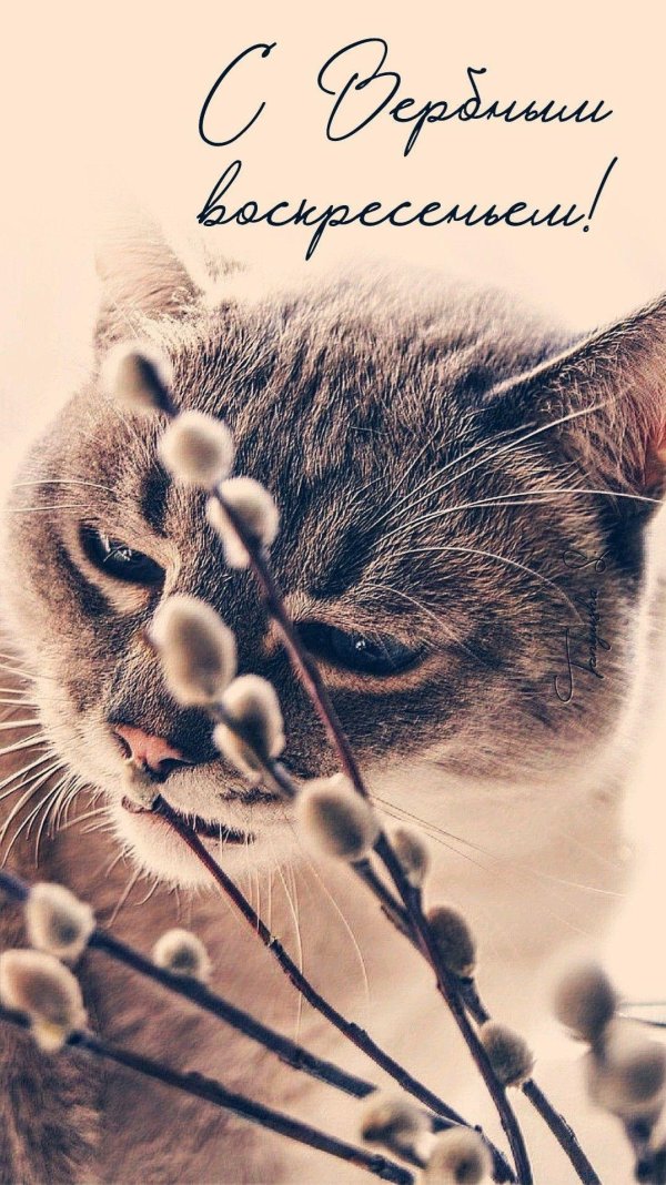 с вербным воскресеньем