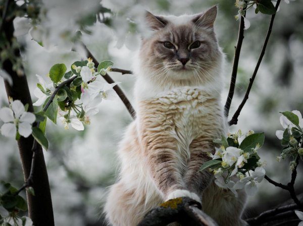 кошки весной