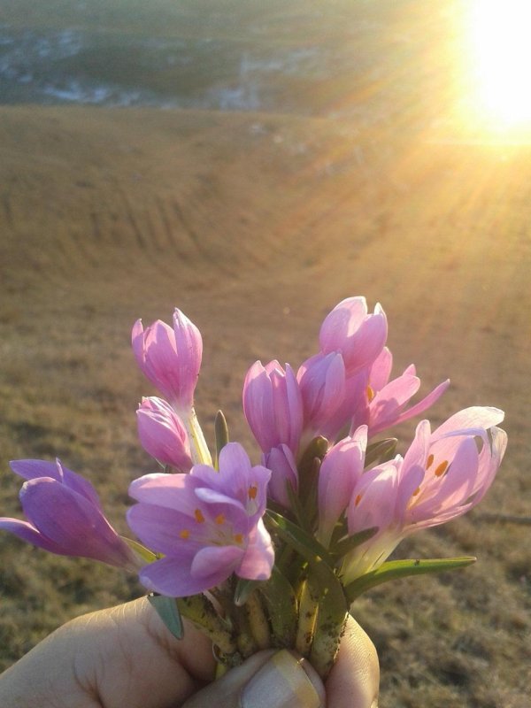 безвременник великолепный
