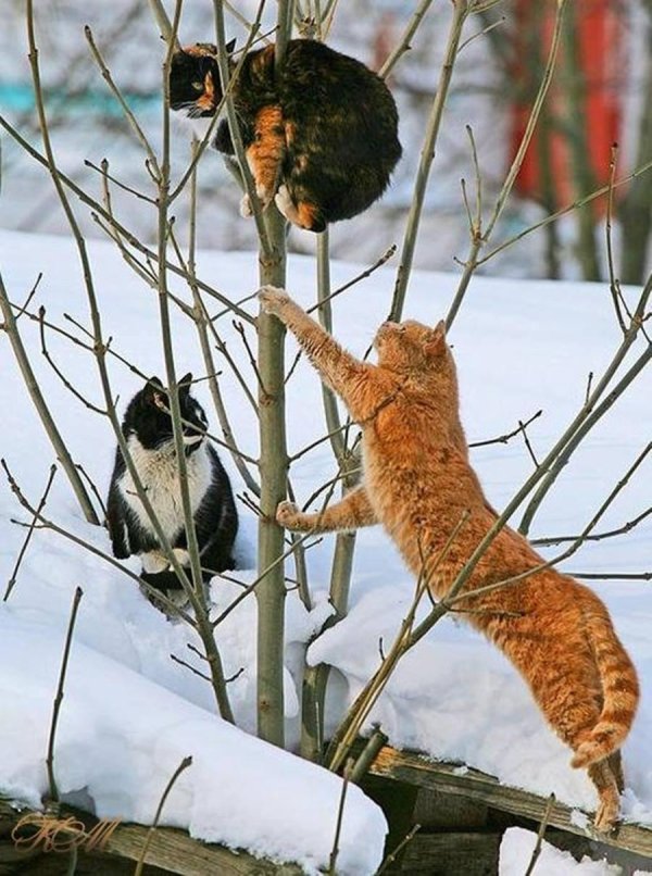 мартовские котики