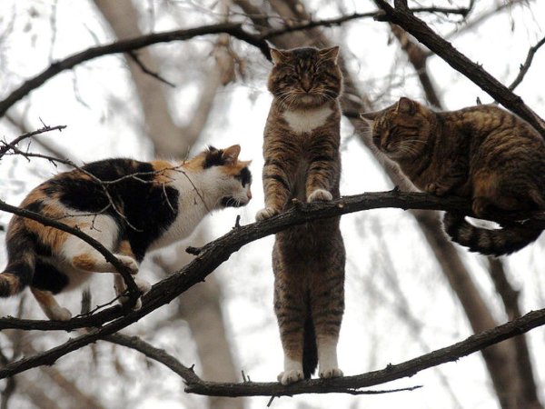 мартовские котики