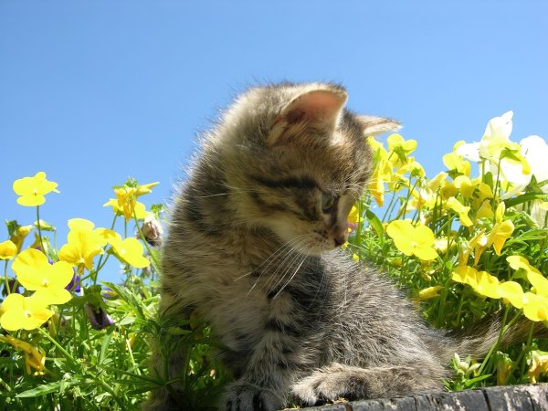 котятки с цветами