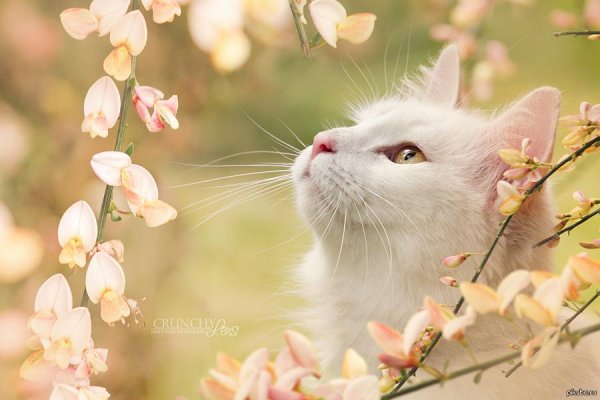 весенние котики