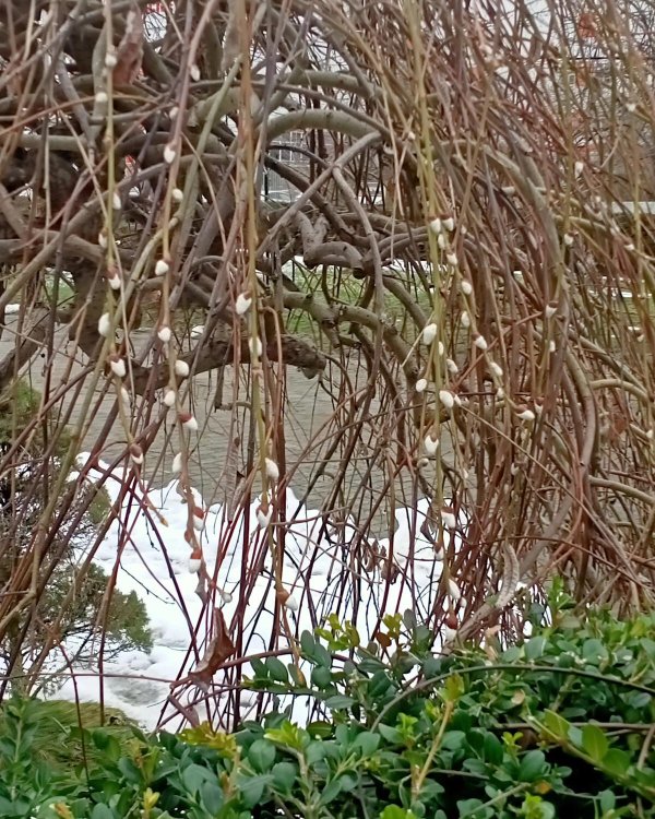 salix caprea pendula