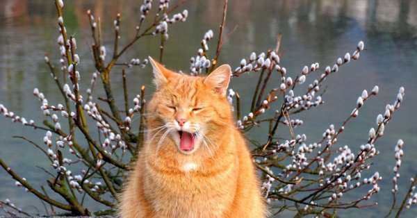 первые дни весны