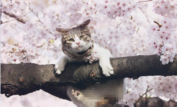 кошки весной