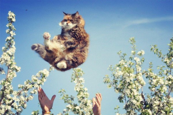 кошка в полете