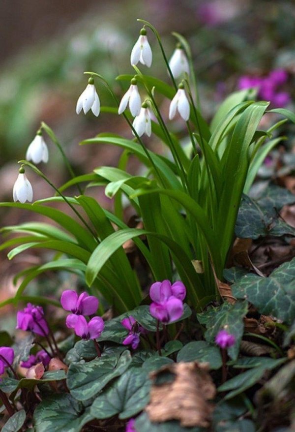 лесные луковичные первоцветы