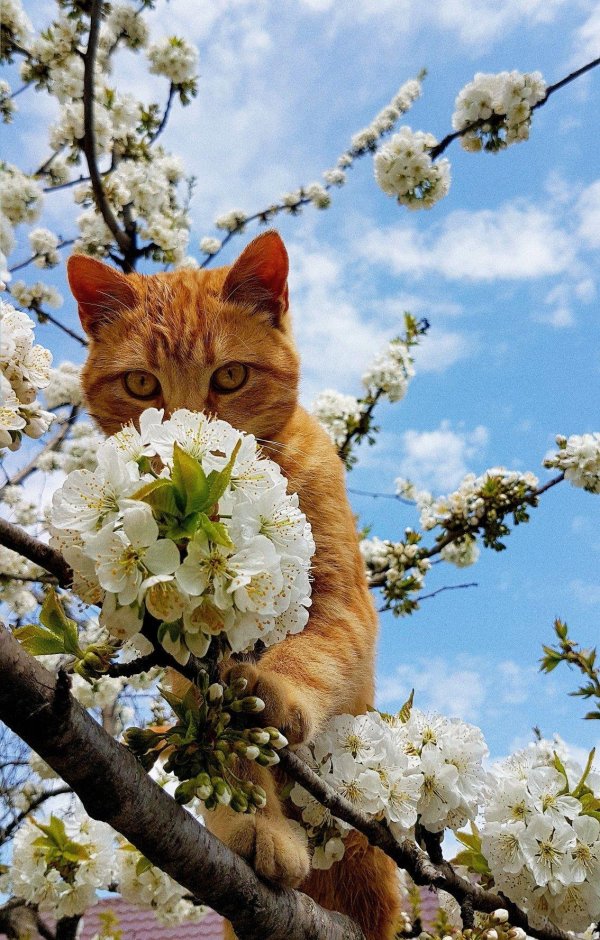 весенние котики