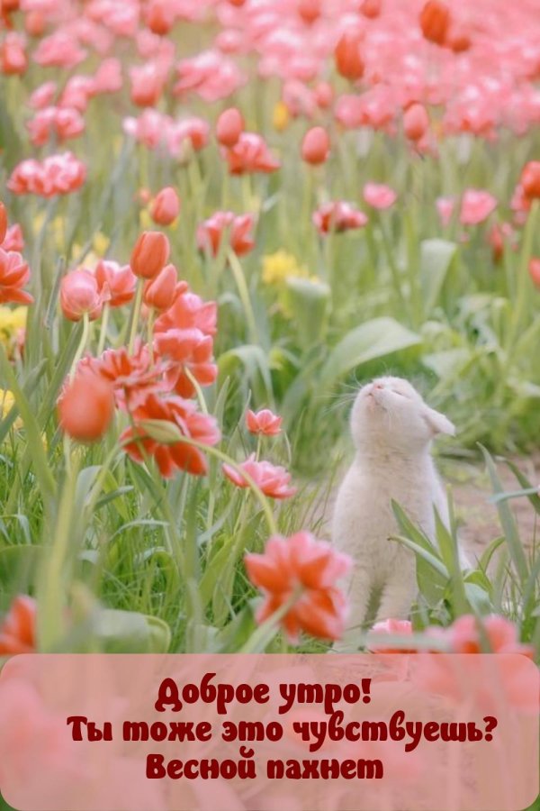 добра утра
