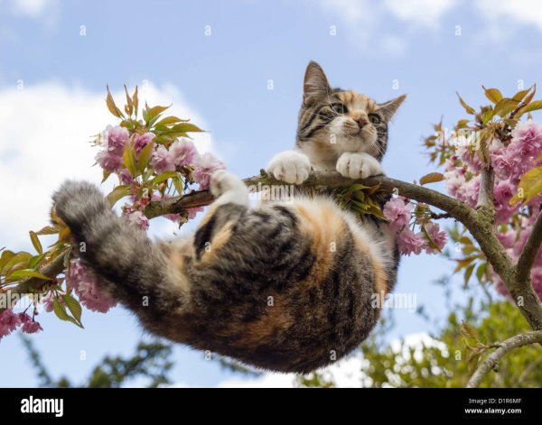 кошка весной