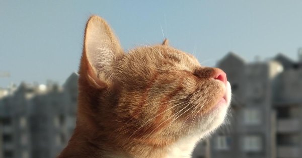 пахнет весной