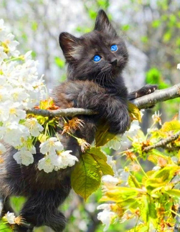 весна животные