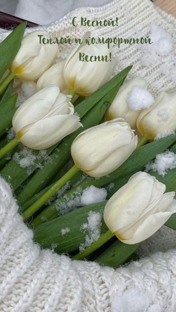 зимние тюльпаны