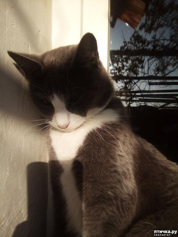 группа кошек