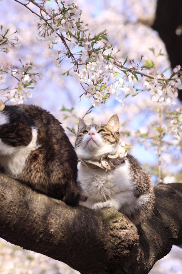 весна животные