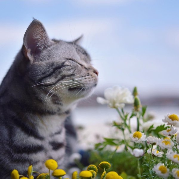 весенняя кошка