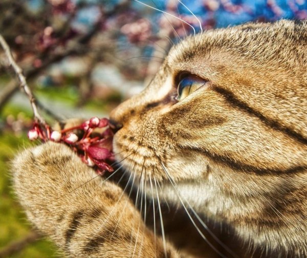 весенние котики