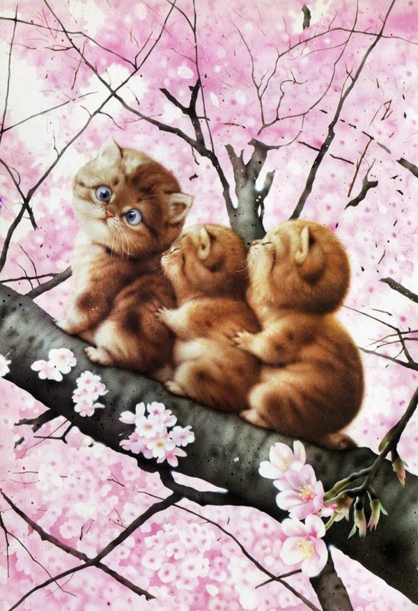 макото мурамацу