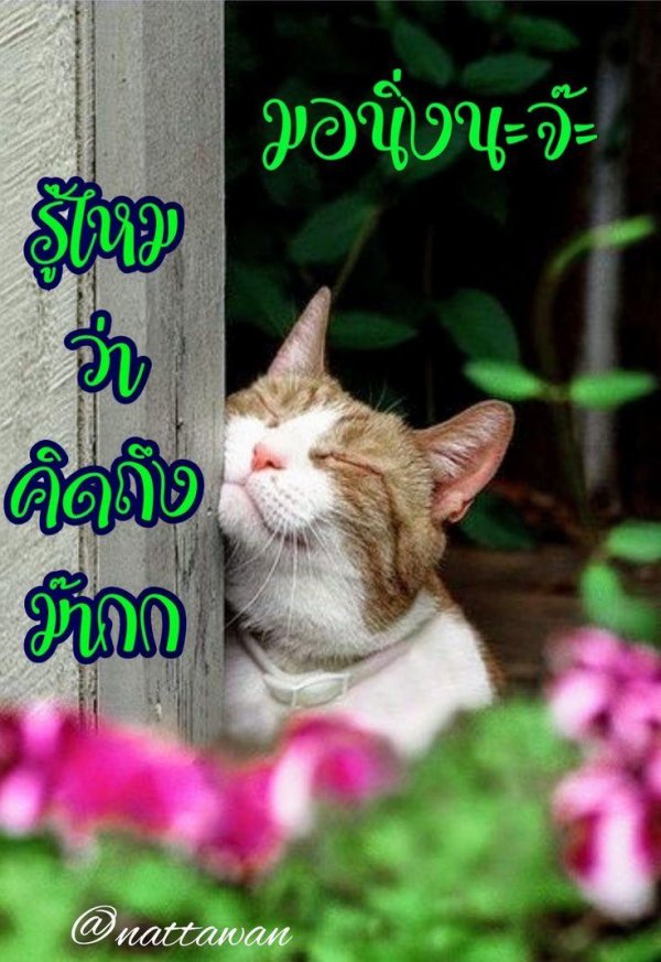 красивая кошка