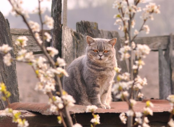 британская короткошёрстная кошка