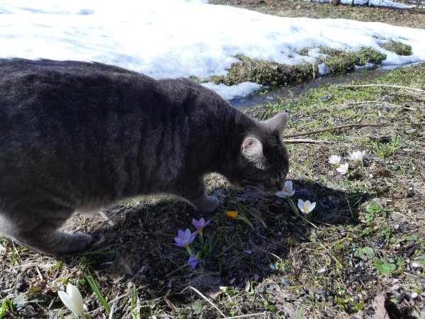 запах весны