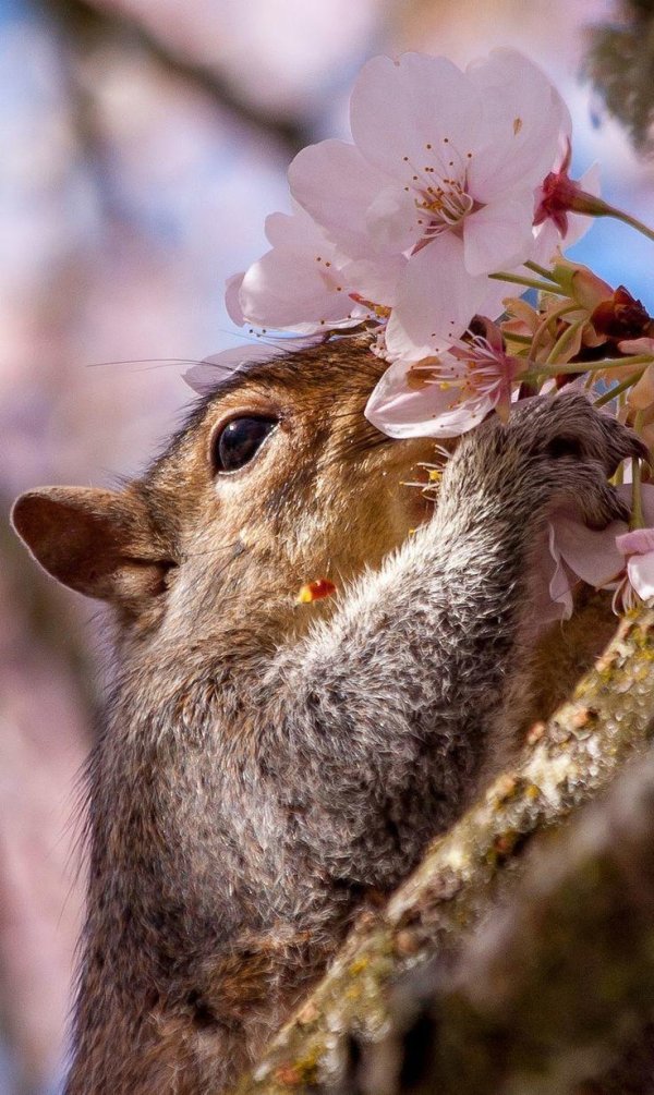 белка животное