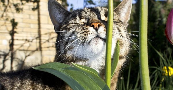 кошки весной