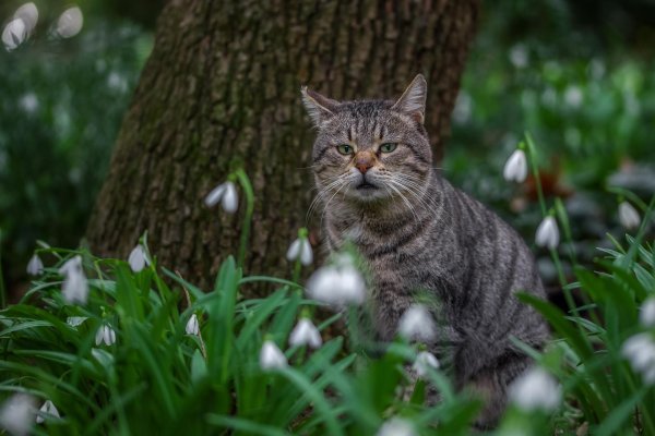 кот и подснежники