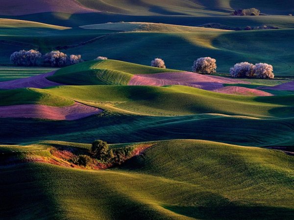 холмы palouse сша