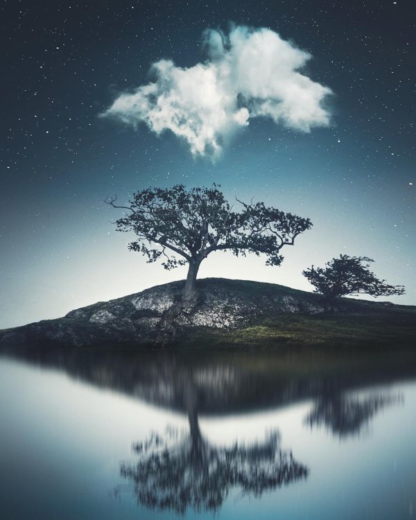 одинокое дерево